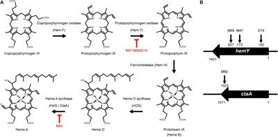 Staphylococcus aureus forms spreading dendrites that have characteristics  of active motility