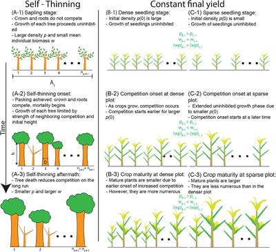 Frontiers Recovering The Metabolic Self Thinning And Constant Final Yield Rules In Mono Specific Stands Forests And Global Change