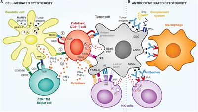 Frontiers | Engineering Targeting Materials for Therapeutic Cancer Vaccines