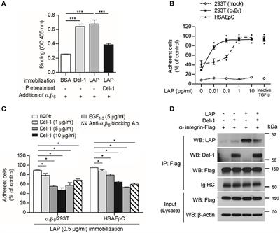 Frontiers Del 1 An Endogenous Inhibitor Of Tgf B Activation Attenuates Fibrosis Immunology