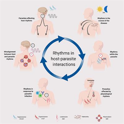 types of parasitic worms in humans