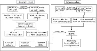 Frontiers  The BASDAI Cut-Off for Disease Activity Corresponding to the  ASDAS Scores in a Taiwanese Cohort of Ankylosing Spondylitis