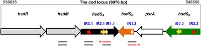 Frontiers | In vitro DNA Inversions Mediated by the PsrA Site-Specific ...