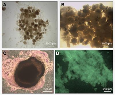 Frontiers | Microbial Community Drivers in Anaerobic Granulation at ...