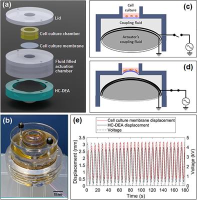 Frontiers | Bioreactor With Electrically Deformable Curved Membranes ...