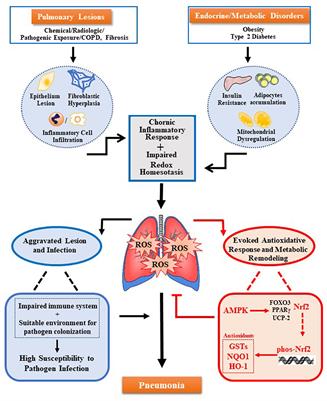 Frontiers | The Implication of Oxidative Stress and AMPK-Nrf2 ...