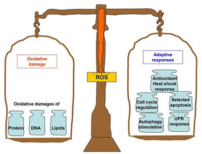 Frontiers | Nanodelivery of Natural Antioxidants: An Anti-aging Perspective