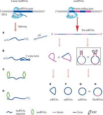 Frontiers | Structure, Regulation, and Function of Linear and Circular ...