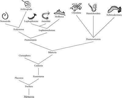 Frontiers | Neurons and Glia Cells in Marine Invertebrates: An Update