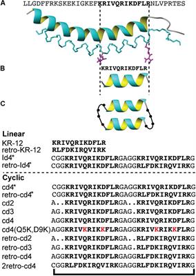 Frontiers | Backbone Cyclization and Dimerization of LL-37-Derived ...