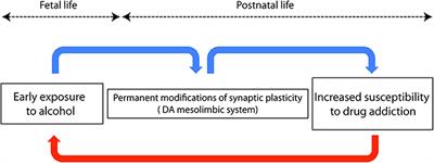 Frontiers | The Transgenerational Consequences of the Interaction ...