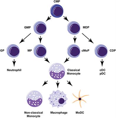 Origin of monocytes and macrophages in a committed progenitor