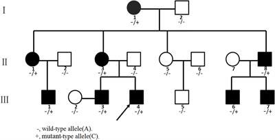 Frontiers | A Novel Splicing Mutation in the FBN2 Gene in a Family With ...