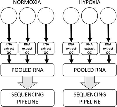 Frontiers Differential Expression Of Mirnas In Hypoxia Hypoxamirs In Three Canine High Grade Glioma Cell Lines Veterinary Science