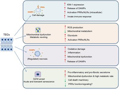 Frontiers | Metabolic Flexibility and Innate Immunity in Renal Ischemia ...