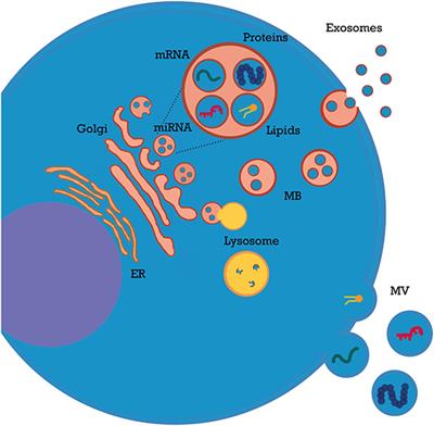 Frontiers | Extracellular Vesicles as Mediators of Cellular Crosstalk ...