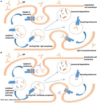 Frontiers Antagonism Of The Neonatal Fc Receptor As An Emerging Treatment For Myasthenia Gravis Immunology