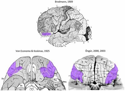 Frontiers | Cytoarchitectonic Characterization and Functional Decoding ...