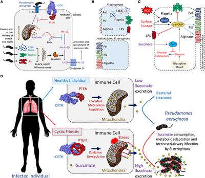 Frontiers | Pulmonary Pathogens Adapt to Immune Signaling Metabolites ...