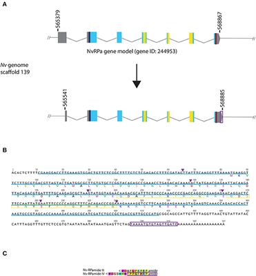 Frontiers | Expression Analysis of Cnidarian-Specific Neuropeptides in ...