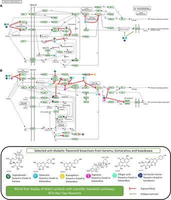 Frontiers | The Potential of Anti-Diabetic Rākau Rongoā (Māori Herbal ...