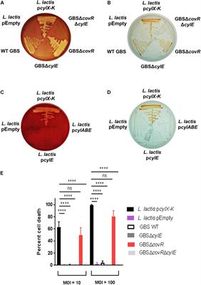 Frontiers | The cyl Genes Reveal the Biosynthetic and Evolutionary ...