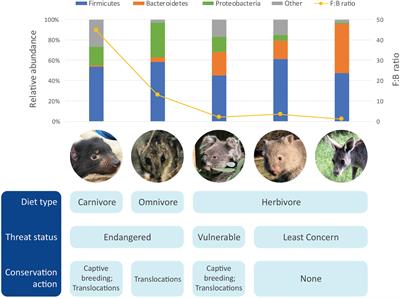 Into the Wild: Animal Microbiomes in Conservation