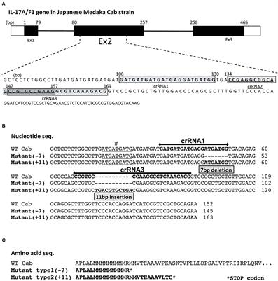 Frontiers Interleukin 17a F1 Deficiency Reduces Antimicrobial Gene Expression And Contributes To Microbiome Alterations In Intestines Of Japanese Medaka Oryzias Latipes Immunology