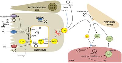 Frontiers Role Of The Gut In Diabetic Dyslipidemia Endocrinology