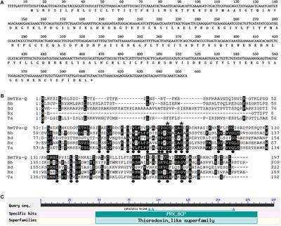 Frontiers A Novel Thioredoxin Dependent Peroxiredoxin Tpx Q Plays An Important Role In Defense Against Oxidative Stress And Is A Possible Drug Target In Babesia Microti Veterinary Science