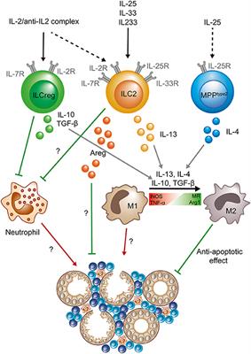 Frontiers | Innate Lymphoid Cells in Renal Inflammation