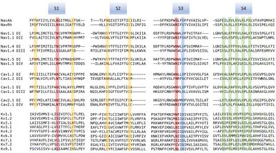 Frontiers Roles For Countercharge In The Voltage Sensor Domain Of Ion Channels Pharmacology