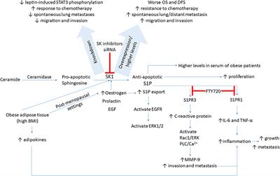 Frontiers Sphingosine Kinase 1 In Breast Cancer A New Molecular Marker And A Therapy Target Oncology