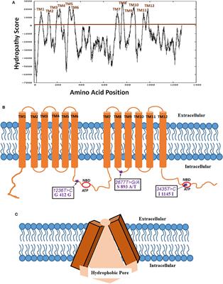 Inhibit or Evade Multidrug Resistance P-Glycoprotein in Cancer Treatment