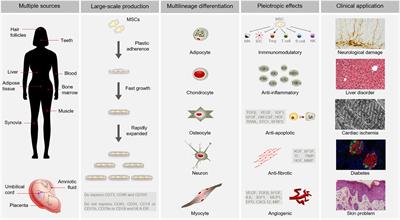 Frontiers | Therapeutic Potential of Mesenchymal Stem Cells for Cancer ...