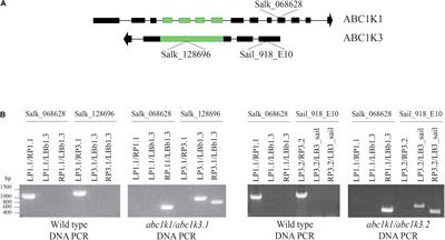 Frontiers Mutation Of The Atypical Kinase Abc1k3 Partially Rescues The Proton Gradient Regulation 6 Phenotype In Arabidopsis Thaliana Plant Science