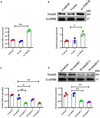 Notch1 signaling enhances collagen expression and fibrosis in