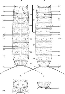 New mud dragons from Svalbard: three new species of Cristaphyes and the  first Arctic species of Pycnophyes (Kinorhyncha: Allomalorhagida:  Pycnophyidae) [PeerJ]