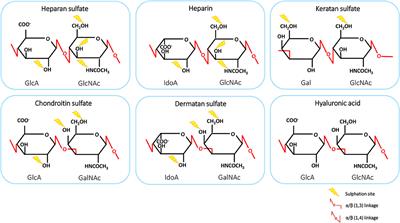 Molecular Basis of Chemokine CXCL5-Glycosaminoglycan Interactions -  ScienceDirect