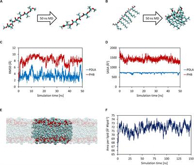 Frontiers Permeation Of Biopolymers Across The Cell Membrane A Computational Comparative Study On Polylactic Acid And Polyhydroxyalkanoate Bioengineering And Biotechnology