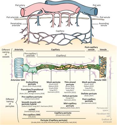 Frontiers | Brain Microvascular Pericytes in Vascular Cognitive ...