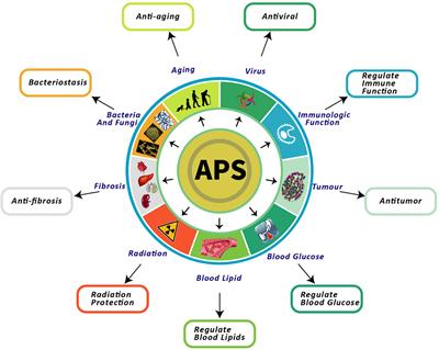Frontiers A Review Of The Pharmacological Action Of Astragalus Polysaccharide Pharmacology