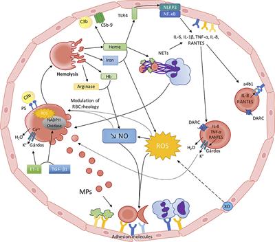 Frontiers  The Red Blood Cell—Inflammation Vicious Circle in Sickle Cell  Disease