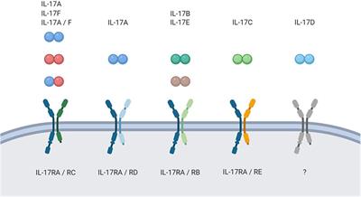 Frontiers Il 17c Il 17re Emergence Of A Unique Axis In Th17 Biology Immunology