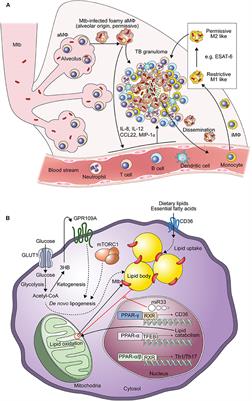 Frontiers | Mycobacterium tuberculosis Infection-Driven Foamy ...