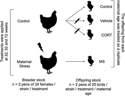 chicken brain size comparison