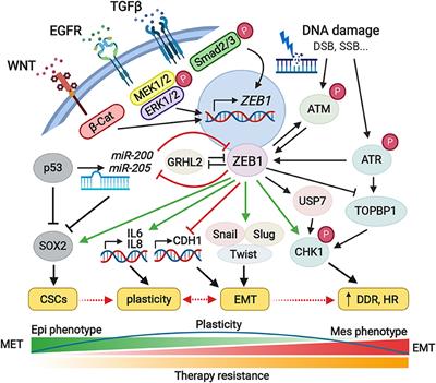 Frontiers | ZEB1: A Critical Regulator of Cell Plasticity, DNA Damage ...