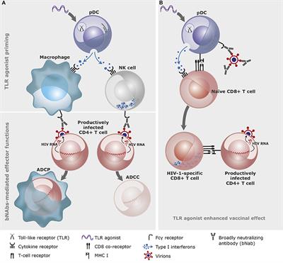 Frontiers | The Use of Toll-Like Receptor Agonists in HIV-1 Cure Strategies