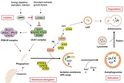 Full article: Interactions of Autophagy and the Immune System in Health and  Diseases