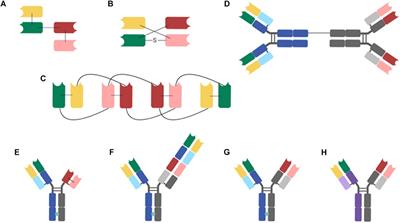 Frontiers | Bispecific, T-Cell-Recruiting Antibodies in B-Cell Malignancies